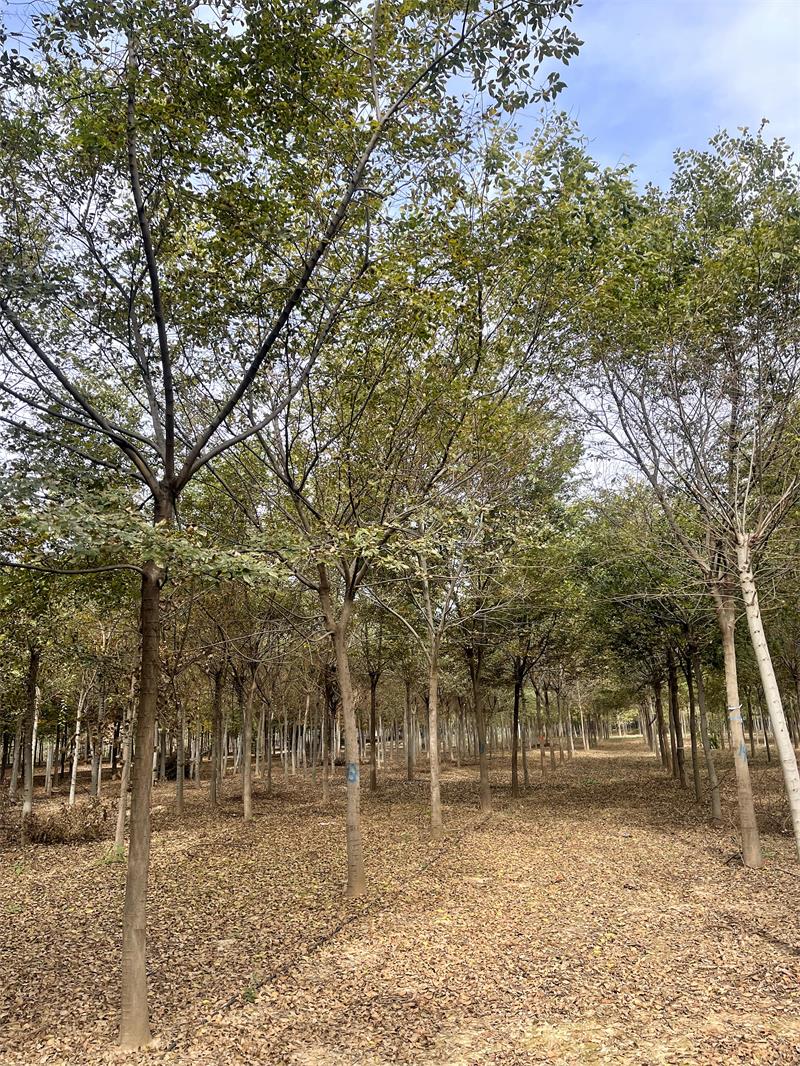 樸樹