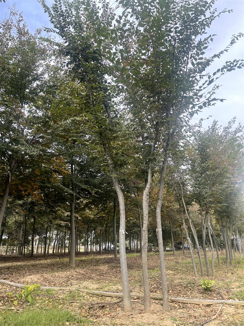 叢生櫸樹