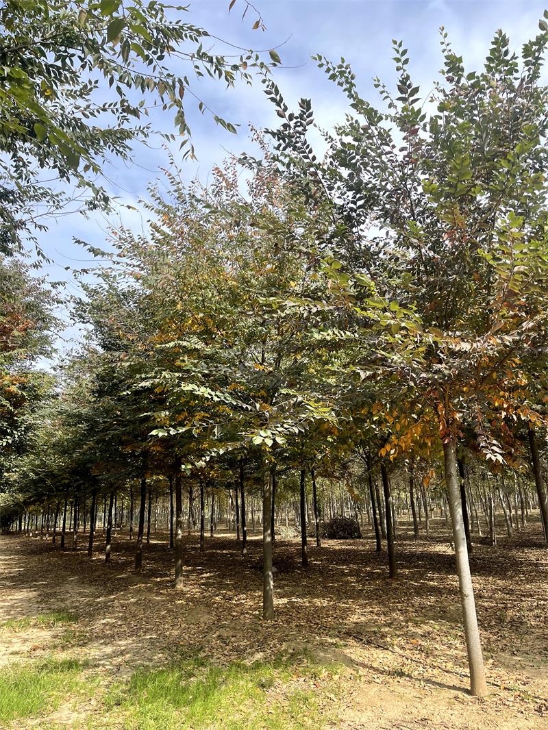 櫸樹