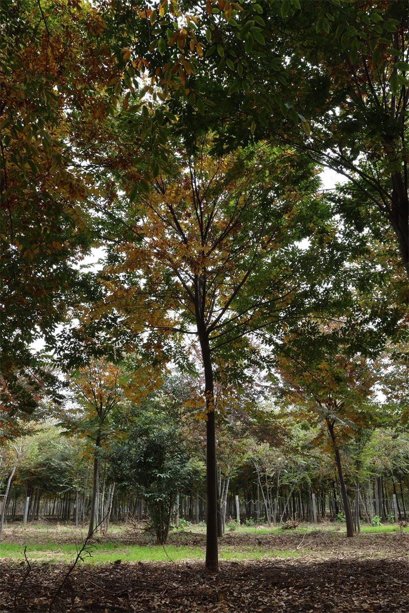 櫸樹