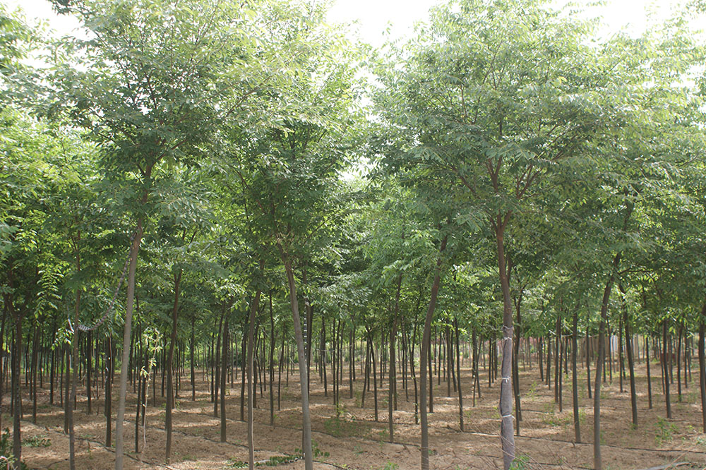 櫸樹(shù)