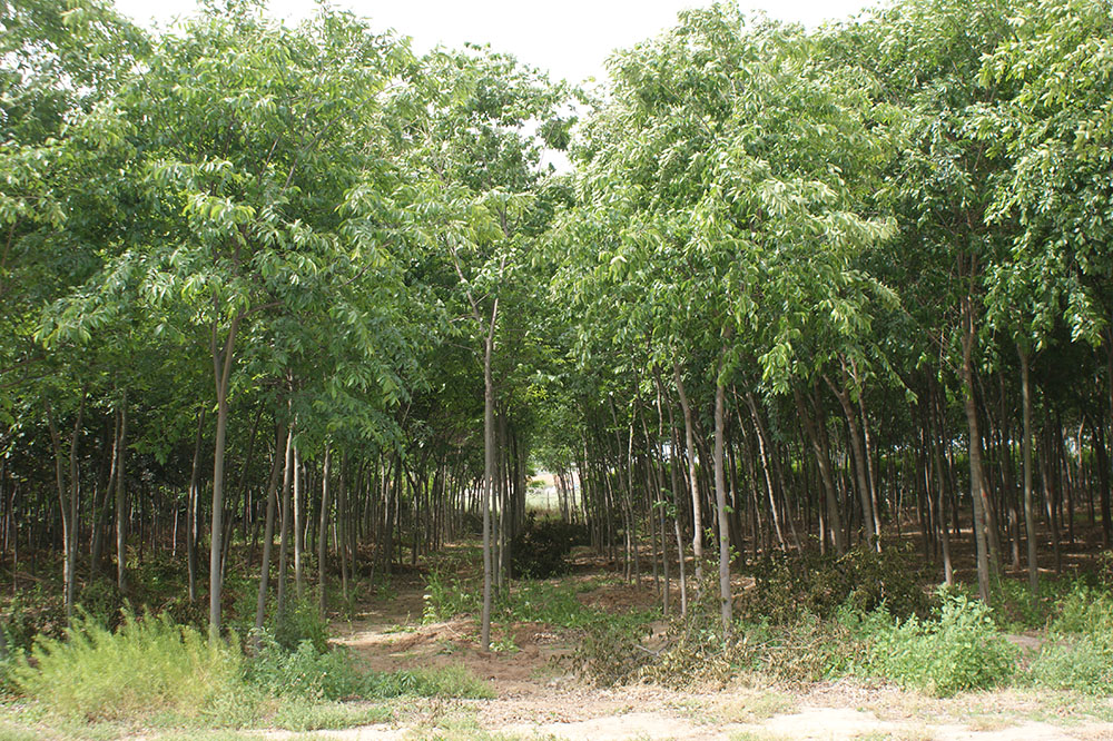 樸樹